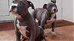 Blue Nose pitbull puppies for sale - صورة 4