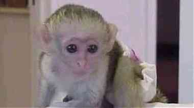 Attractive capuchin Monkeys  for sale