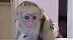 Attractive capuchin Monkeys  for sale - Image 3