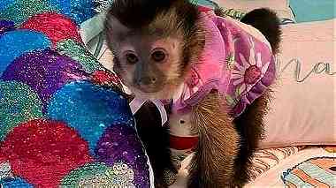 Classic capuchin Monkey