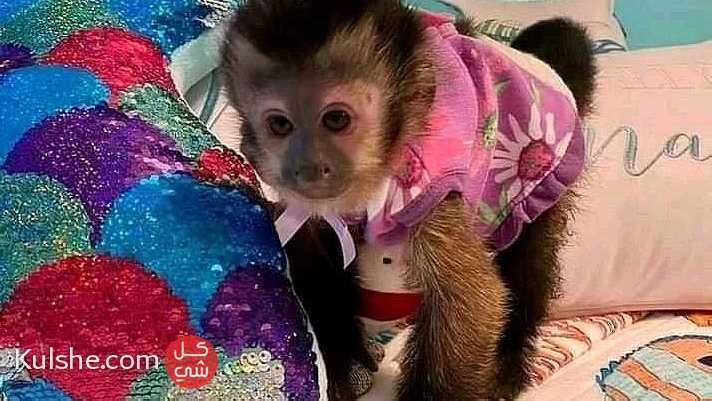 Classic capuchin Monkey - صورة 1