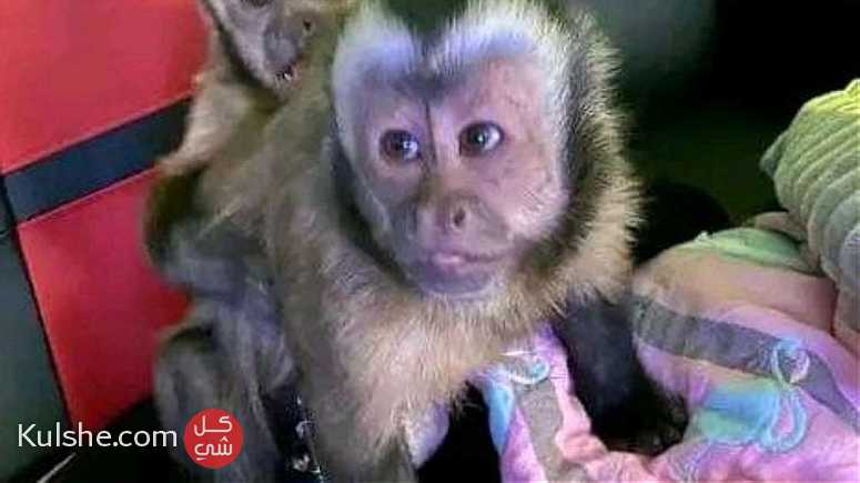 Cage Trained Capuchin Monkeys - صورة 1