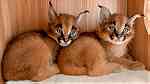 male and female Caracal Kittens for sale - صورة 1
