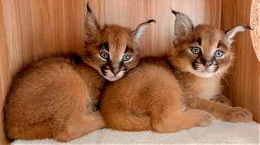 male and female Caracal Kittens for sale