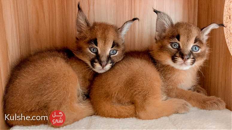 male and female Caracal Kittens for sale - صورة 1