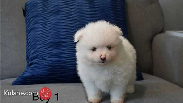 white Pomeranian pup - صورة 1