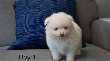 white Pomeranian pup