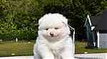 white Pomeranian pup - صورة 2