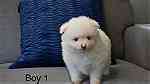 white Pomeranian pup - صورة 3