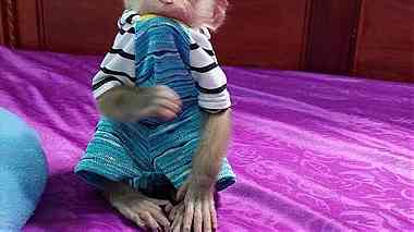 healthy  Capuchin  Monkey  for sale