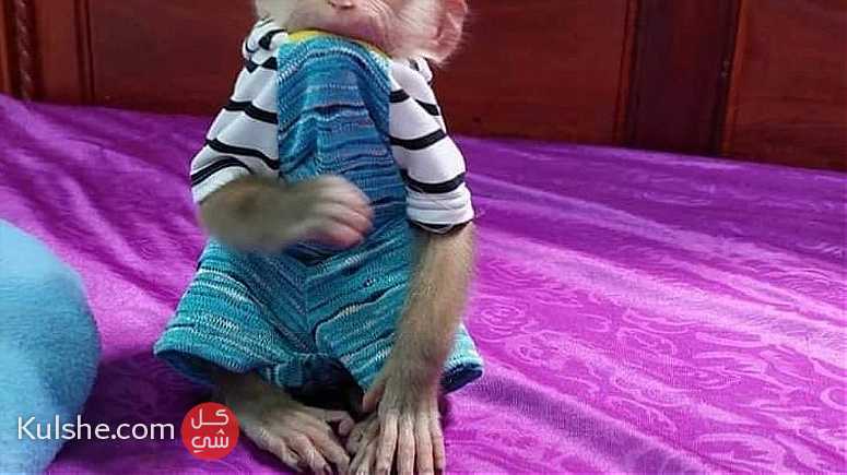 healthy  Capuchin  Monkey  for sale - صورة 1