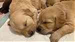 dark Golden Retriever puppies - Image 3