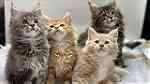 Full TICA Pedigree Maine Coon kittens - Image 3