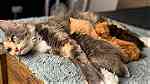 Full TICA Pedigree Maine Coon kittens - Image 4