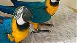 11 Months Beautiful Blue and Gold macaw parrots for rehoming - Image 2