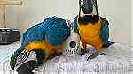 11 Months Beautiful Blue and Gold macaw parrots for rehoming - Image 1