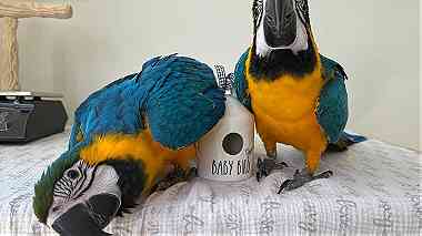 11 Months Beautiful Blue and Gold macaw parrots for rehoming