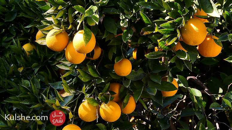 مزرعة برتقال عقد ازرق  في الكيلو 78   طريق أسكندرية  مصر  الصحراوي - صورة 1