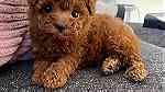 Brown  Toy Poodle puppies  for sale in Dubai - صورة 1