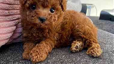 Brown  Toy Poodle puppies  for sale in Dubai
