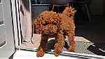 Brown  Toy Poodle puppies  for sale in Dubai - Image 2