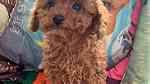 Brown  Toy Poodle puppies  for sale in Dubai - صورة 3