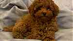 Brown  Toy Poodle puppies  for sale in Dubai - صورة 4