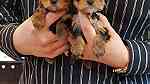 Teacup yorkie  Puppies  for sale in Abu Dhabi - Image 3