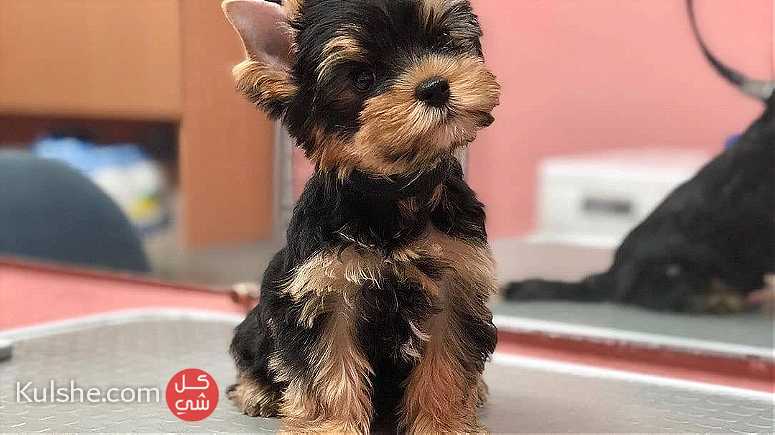 Teacup yorkie  Puppies  for sale in Abu Dhabi - Image 1