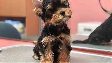 Teacup yorkie  Puppies  for sale in Abu Dhabi