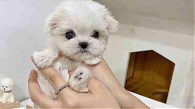 Teacup maltese Puppies for sale in Al ain