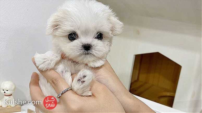 Teacup maltese Puppies for sale in Al ain - صورة 1