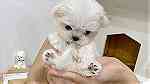 Teacup maltese Puppies for sale in Al ain - صورة 3
