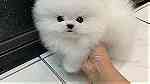 white  Teacup Pomeranian Puppies for sale in RAK - صورة 1