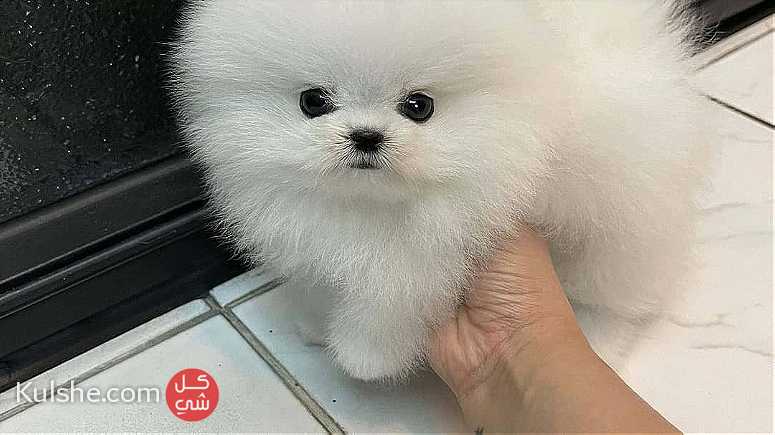 white  Teacup Pomeranian Puppies for sale in RAK - Image 1