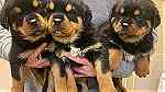 German Rottweiler puppies.for sale in  Fujairah - صورة 1