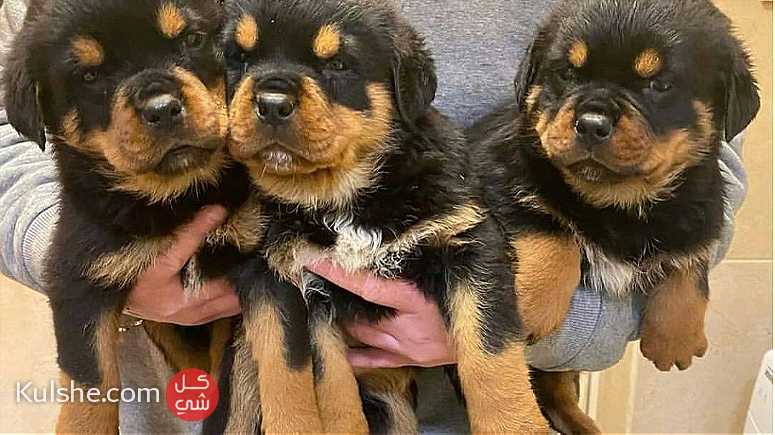 German Rottweiler puppies.for sale in  Fujairah - Image 1