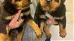 German Rottweiler puppies.for sale in  Fujairah - صورة 3