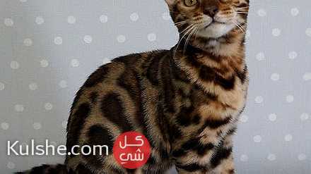 Rosset Bengal Kittens available - Image 1