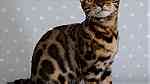 Rosset Bengal Kittens available - Image 2