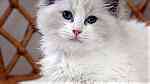 Bi color ragdoll Kittens available - صورة 3