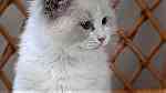 Bi color ragdoll Kittens available - صورة 2