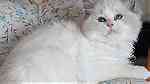 Bi color ragdoll Kittens available - Image 4