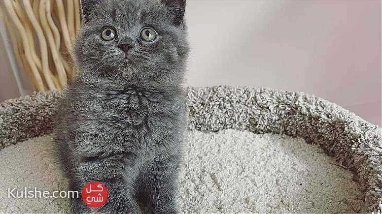 Blue Color British Shorthair kittens  available - صورة 1