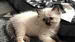 Cute Ragdoll kittens available - Image 3