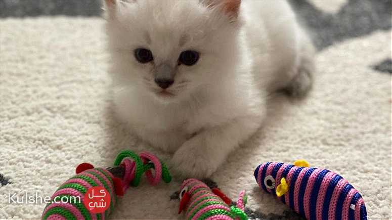 Cute Ragdoll kittens available - Image 1