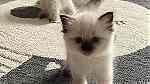 Cute Ragdoll kittens available - Image 2