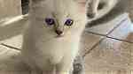 Cute Ragdoll kittens available - Image 4