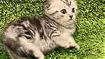 adorable  Scottish  fold kittens  ready - Image 3