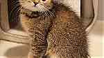 adorable  Scottish  fold kittens  ready - صورة 4